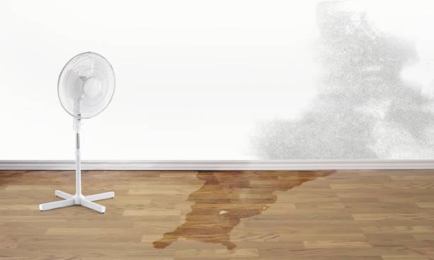 Best Water damage restoration near me  in South Brooksville, FL