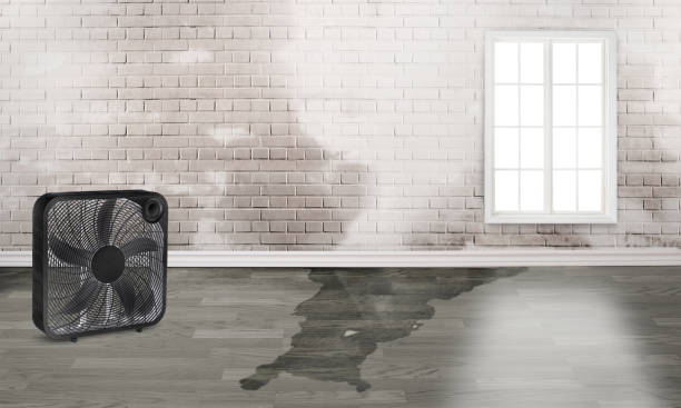 Best Water damage restoration services  in South Brooksville, FL