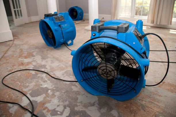Best Water damage cleanup near me  in South Brooksville, FL